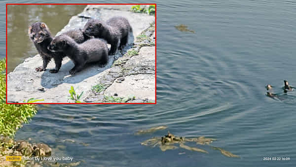 Water Dogs: నాగార్జున సాగర్ డ్యామ్లో వింత జంతువులు.. చూసేందుకు ఎగబడుతున్న జనం