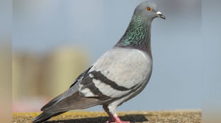 Viral Video: టూరిస్టును వెంటాడి తొక్కబోయిన ఏనుగు.. చివర్లో ఊహించని ట్విస్ట్‌