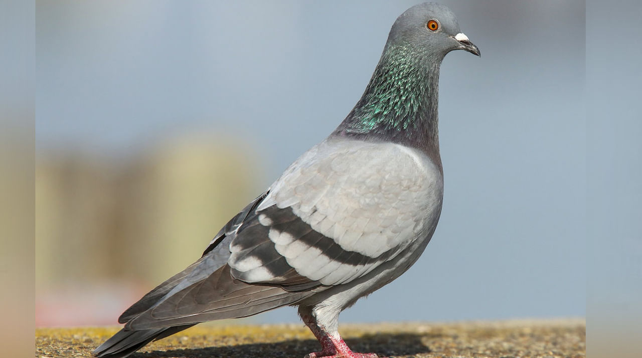 Viral: 8 నెలలుగా పోలీస్ కస్టడీలో ఉన్న పావురానికి విముక్తి.. ఇంతకా పక్షి చేసిన నేరం ఏంటంటే