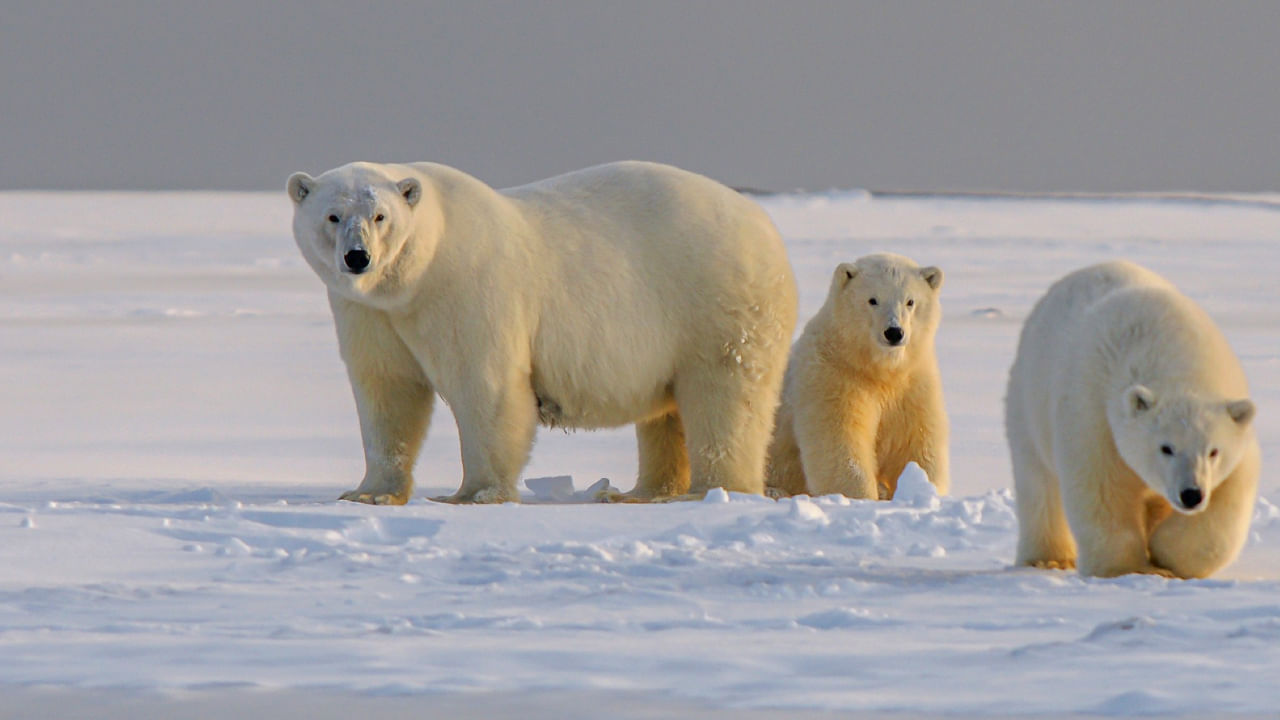 Polar Bears: కరిగిపోతున్న మంచు.. ఆకలితో కనుమరుగవుతున్న ఇలాంటి అరుదైన జీవజాతులు.. కారణం మీకూ తెలుసు..!