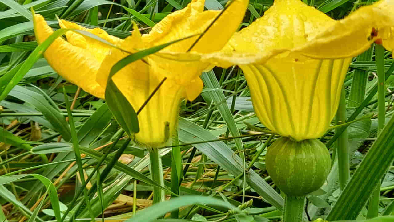 Pumpkin Flower Benefits : వీరి వీరి గుమ్మడి పండు..! ఈ పువ్వు ప్రయోజనాలు అన్ని ఇన్ని కాదండోయ్..!!