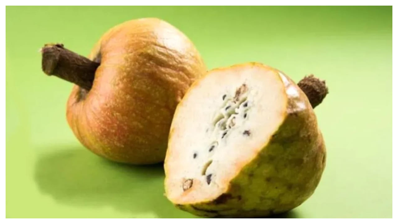 Rahhal Native Ramphal Benefits: రామ ఫలం తింటే.. ఈ సమస్యలన్నింటికీ బైబై చెప్పొచ్చు ...