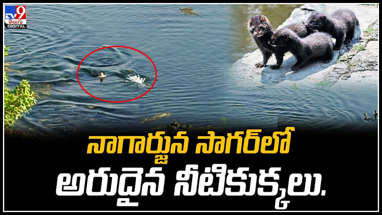 Rare Waterdogs: నాగార్జున సాగర్‌లో పర్యాటకులకు కనువిందు చేస్తున్న అరుదైన నీటికుక్కల సందడి.