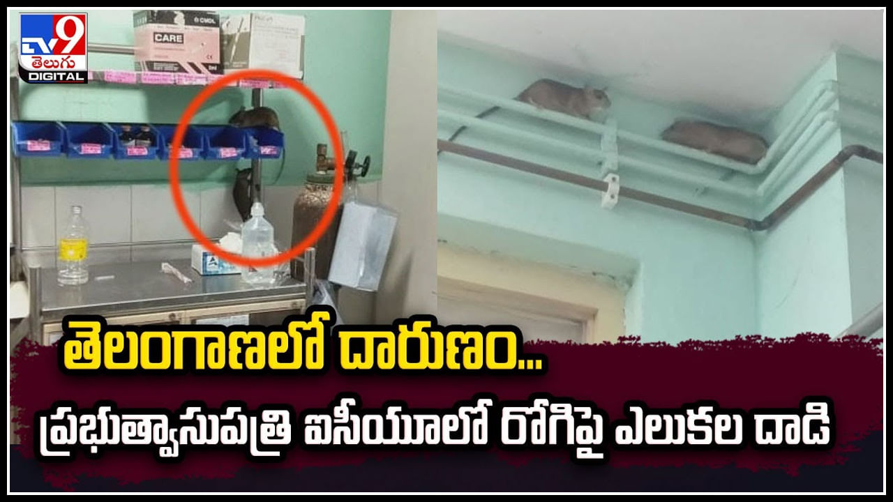 Viral: దారుణం.! ఐసీయూలో రోగిపై ఎలుకల గుంపు దాడి.. ఎక్కడో కాదు  తెలంగాణలోనే.