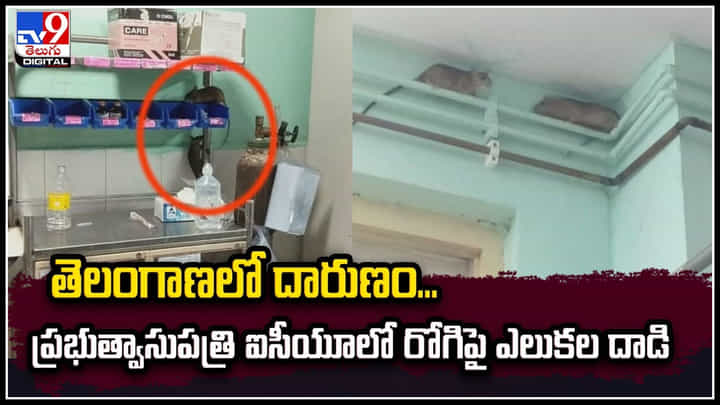 Viral: దారుణం.! ఐసీయూలో రోగిపై ఎలుకల గుంపు దాడి.. ఎక్కడో కాదు తెలంగాణలోనే. Viral: దారుణం.! ఐసీయూలో రోగిపై ఎలుకల గుంపు దాడి.. ఎక్కడో కాదు తెలంగాణలోనే.