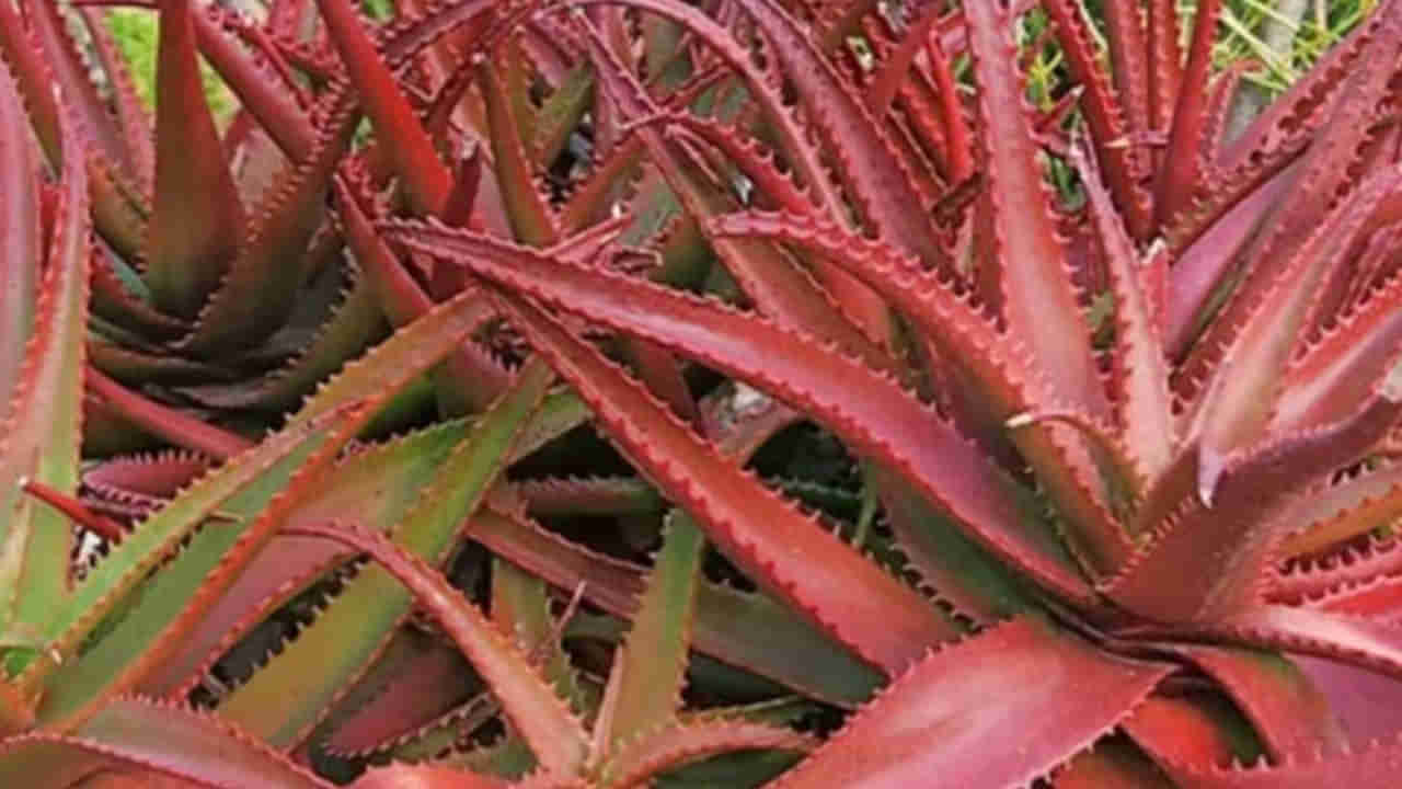 Red Aloevera: ఆకుపచ్చ కలబంద కంటే ఇది 22 రెట్లు ఎక్కువ శక్తివంతమైనదని మీకు తెలుసా..? పుష్కలమైన ప్రయోజనాలు..