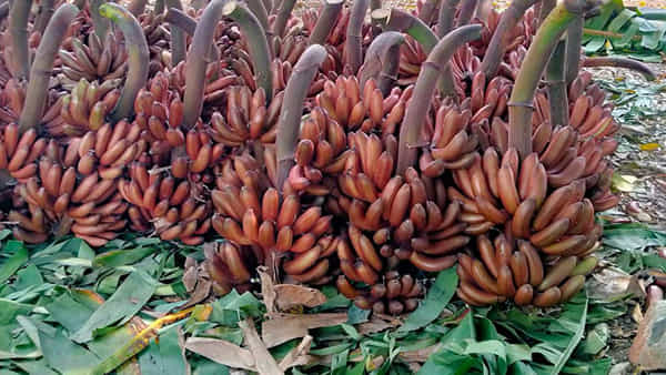 Benefits Of Red Banana : ఎర్ర అరటిపండుతో ఎన్ని రోగాలకు చెక్ పెట్టవచ్చో తెలుసా ? ఈ వేసవిలో తప్పనిసరిగా..
