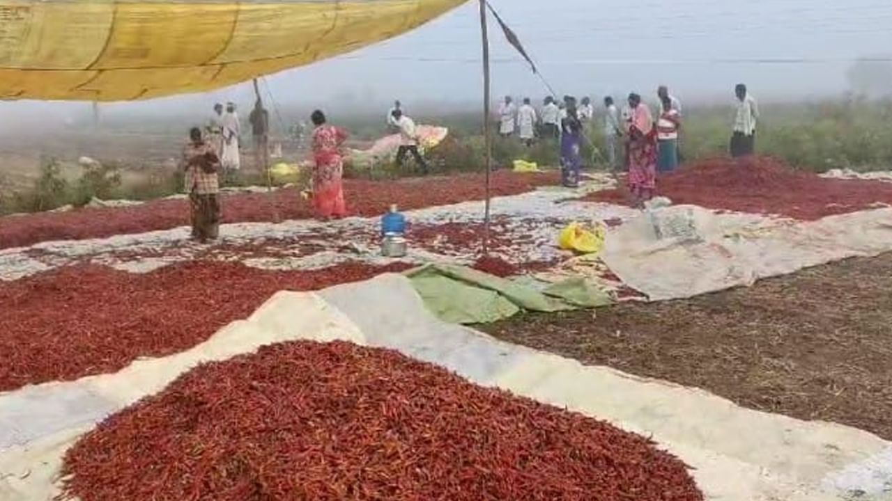 Red Chilli Theft: కళ్లెంలో ఆరబెట్టిన మిర్చి.. ఎర్ర బంగారాన్ని ఎత్తుకెళ్లిన దొంగలు.. లబోదిబోమంటున్న రైతు..