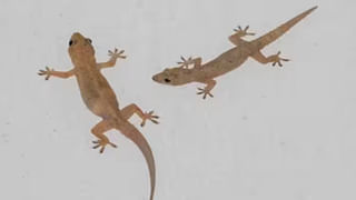 Fashion Show 2024: హైదరాబాద్‎లో ఫ్యాషన్ షో ఏర్పాటు.. వయ్యారి నడకతో అలరించిన మోడల్స్