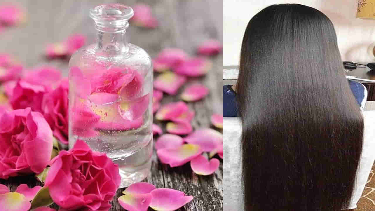 Rose Water For Hair: జుట్టు మృదువుగా, మెరిసేలా చేసుకోవడానికి రోజ్ వాటర్ని వీటితో కలిపి అప్లై చేయండి..