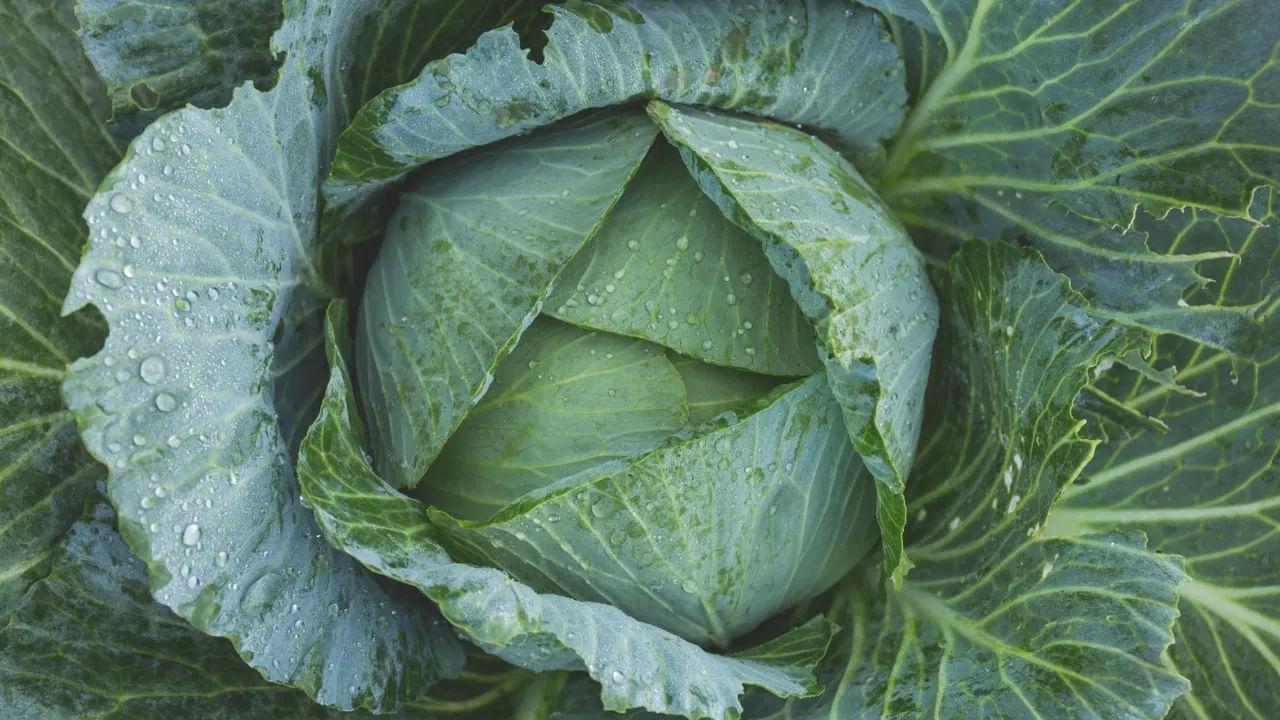 Cabbage Health tips: క్యాబేజీ తింటే ఎన్నిలాభాలో తెలుసా..? వారానికి ఒకసారి తిన్నా చాలు..!