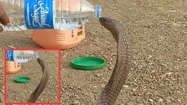 Viral Video: ఓహో.. పాము నీళ్లు తాగడం కామన్..! అయితే, అది మినరల్ వాటర్ మాత్రమేనట..!!