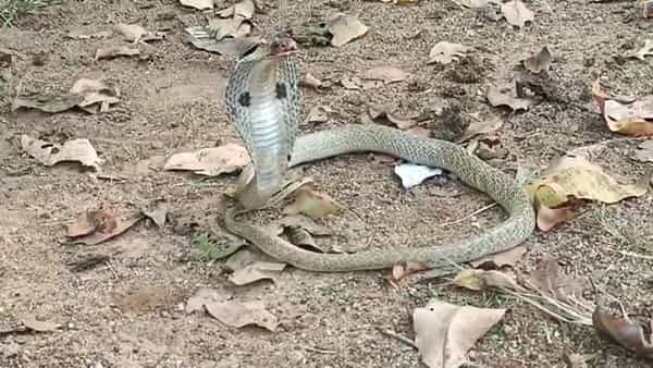 Snakes: పాములు కాటేసేముందు హెచ్చరిస్తాయని మీకు తెల్సా..? అంతే కాదు