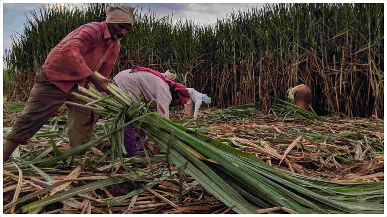 Farmers: 5 కోట్ల మంది రైతులకు కేంద్రం సర్కార్‌ శుభవార్త