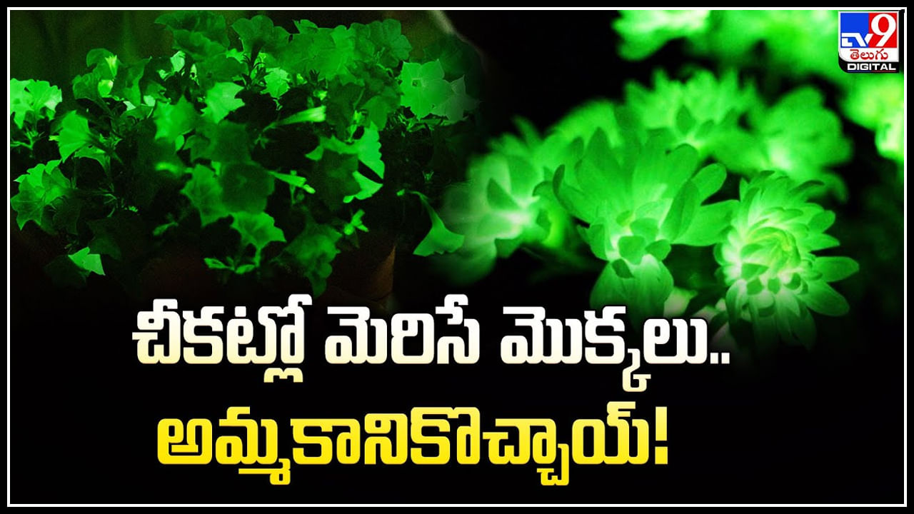 Petunia Glows: చీకట్లో మెరిసే మొక్కలు.. అమ్మకానికొచ్చాయ్‌.! ఎంతంటే.?