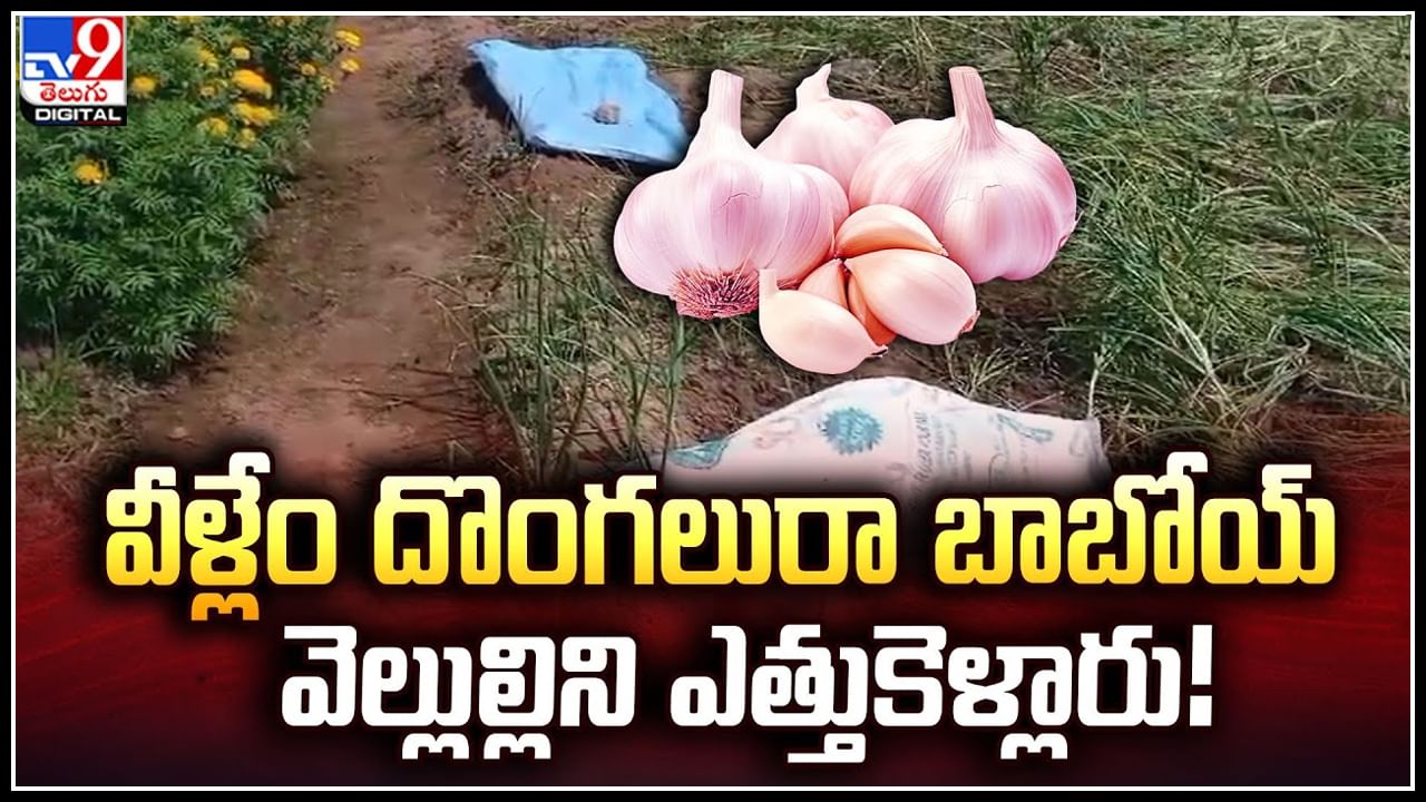 Stole Garlic: వీళ్లేం దొంగలురా బాబోయ్.! వెల్లుల్లిని ఎత్తుకెళ్లారు.! వీడియో.