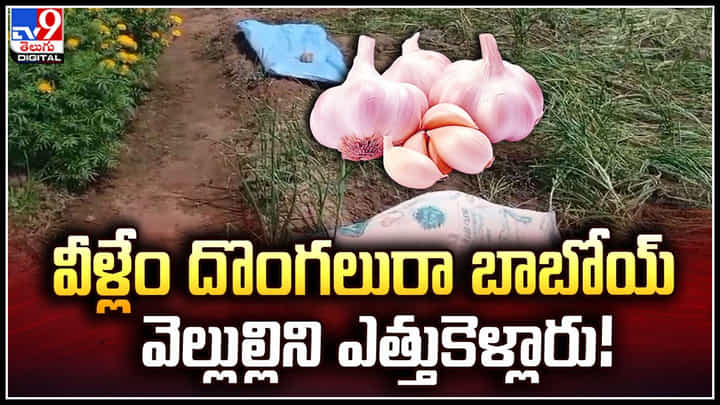 Stole Garlic: వీళ్లేం దొంగలురా బాబోయ్.! వెల్లుల్లిని ఎత్తుకెళ్లారు.! వీడియో. Stole Garlic: వీళ్లేం దొంగలురా బాబోయ్.! వెల్లుల్లిని ఎత్తుకెళ్లారు.! వీడియో.