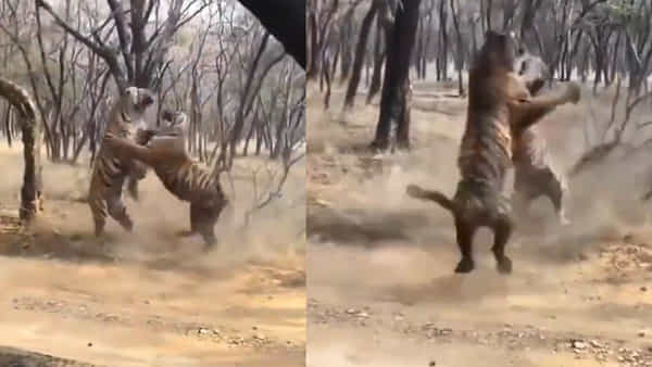 Viral Video: భీకరంగా పోరాడుకున్న రెండు పులులు.. WWE రెజ్లింగ్ని మించి.. మీరే చూడండి
