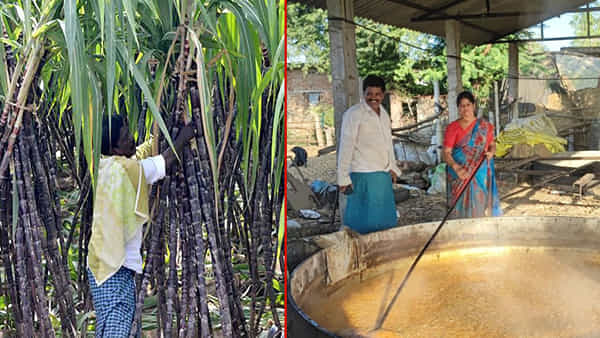 Unique Farming: తక్కువ పెట్టుబడితో ఎక్కువ లాభం..! లక్షలు ఆర్జిస్తున్న ఆదర్శ రైతు.. ఎక్కడంటే..?