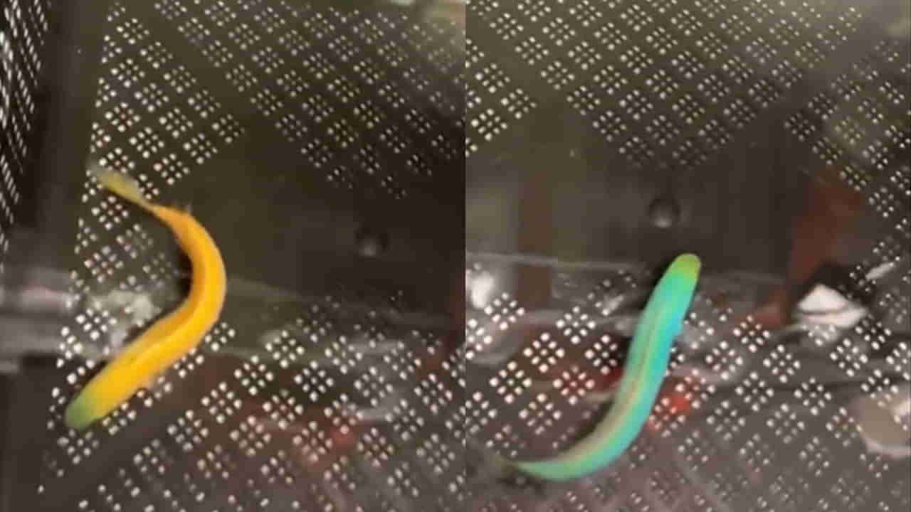 Unique Fish: బాబోయ్‌.. ఊసరవెల్లిలా రంగులు మార్చే ఈ చేపను చూస్తే ఫిదా అవ్వాల్సిందే..