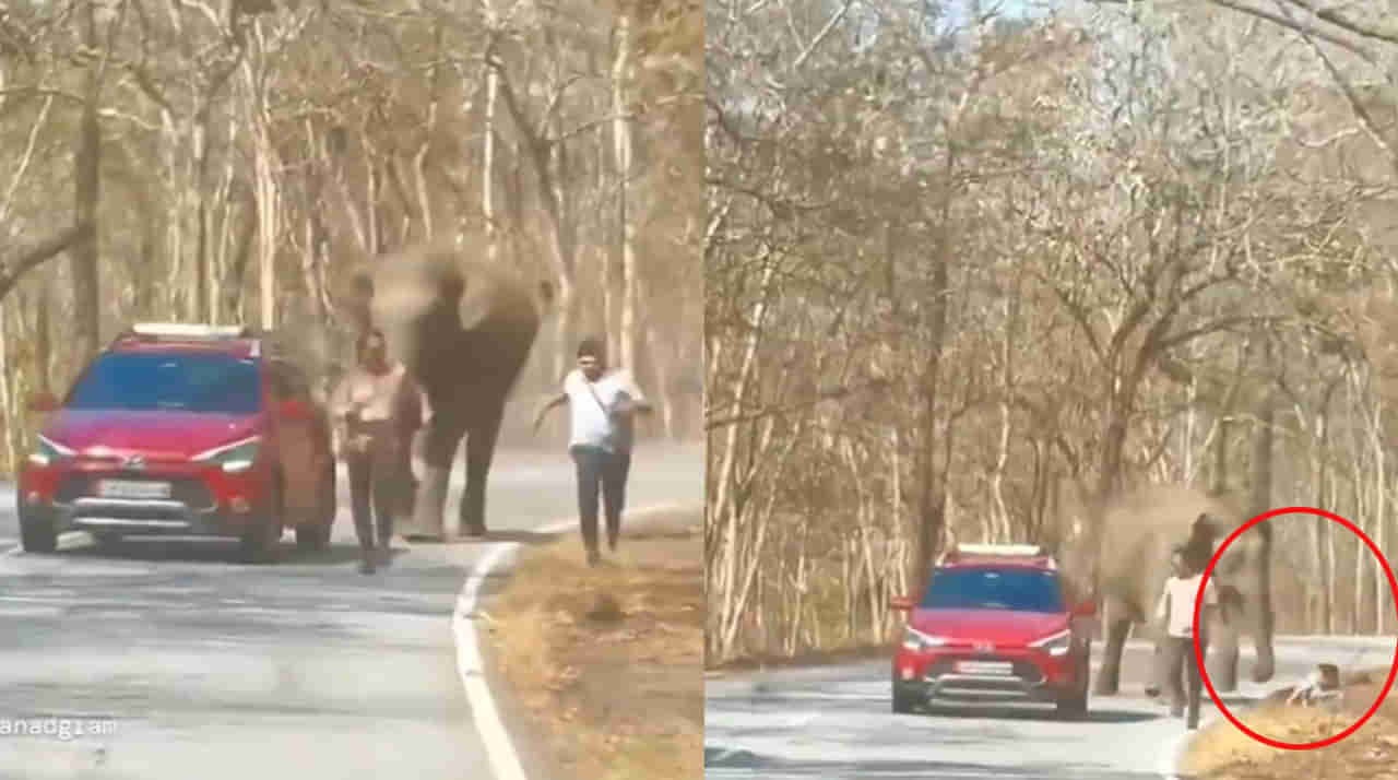 Viral Video: టూరిస్టును వెంటాడి తొక్కబోయిన ఏనుగు.. చివర్లో ఊహించని ట్విస్ట్