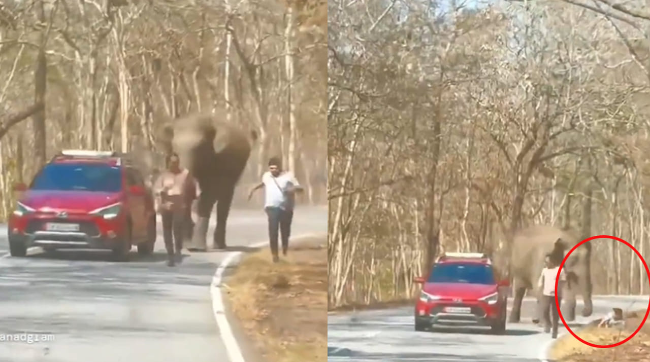 Viral Video: టూరిస్టును వెంటాడి తొక్కబోయిన ఏనుగు.. చివర్లో ఊహించని ట్విస్ట్
