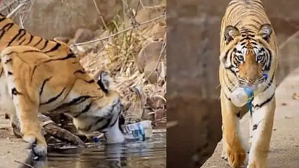 Viral: ఈ పులిని చూసి మనం చాలా నేర్చుకోవాలి.. వైరల్ అవుతోన్న వీడియో..