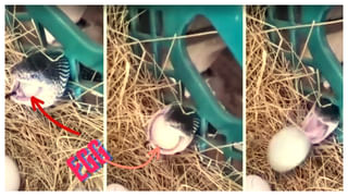 Viral Video: పెట్రోల్ బంక్ వద్ద సిగరెట్ ఇవ్వలేదని కారుకు నిప్పంటించిన మహిళ.. షాకింగ్ ఘటన వైరల్