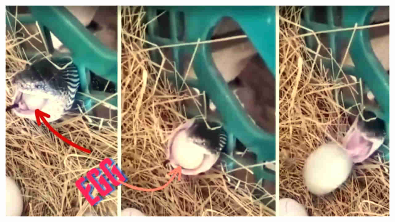 Viral Video: దురాశతో కష్టాలు కొనితెచ్చుకున్న పాము.. ఇంతకీ ఏం చేసిందో వీడియోలో చూడండి..!