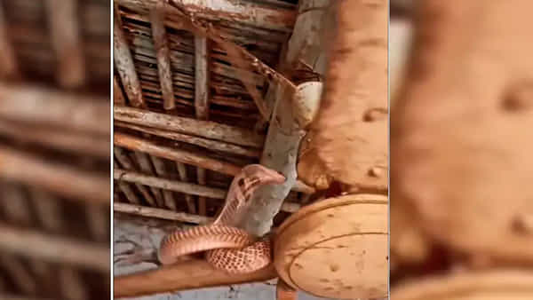 Viral Video: ఫ్యాన్పై సేదదీరుతోన్న సర్ప రాజు.. వీడియో చూస్తే వణుకు పుట్టాల్సిందే..