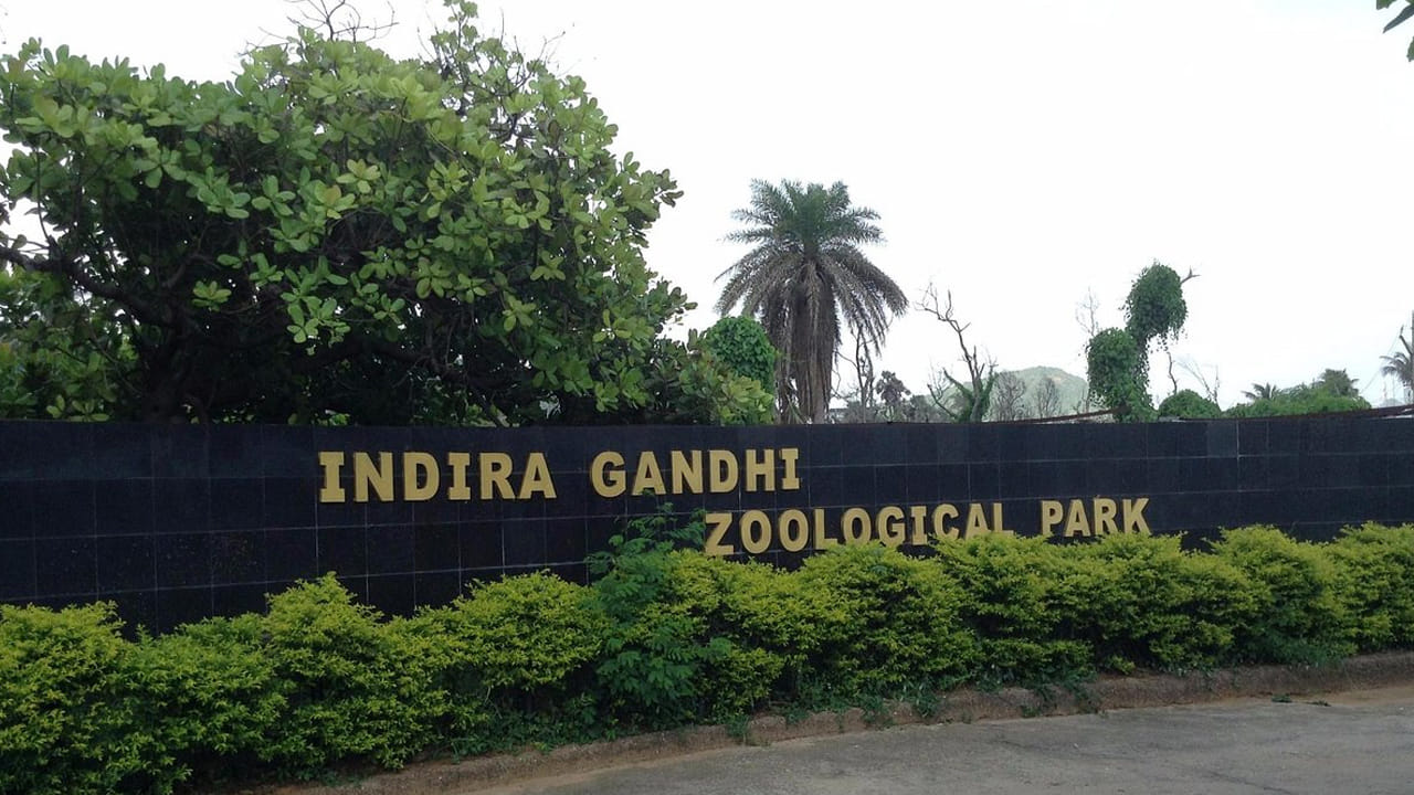 సరదాగా జూకు వచ్చే సందర్శకులకు సరికొత్త అనుభవాన్ని అందించేందుకు విశాఖలోని ఇందిరా గాంధీ జంతు ప్రదర్శనశాల ప్రత్యేక ఏర్పాట్లు చేసింది. అధునాతన సాంకేతిక పరిజ్ఞానంతో కూడిన బ్యాటరీ సైకిళ్లను ప్రారంభించింది. సందర్శకులకు ఆ సైకిళ్లను అందుబాటులోకి తీసుకొచ్చింది.