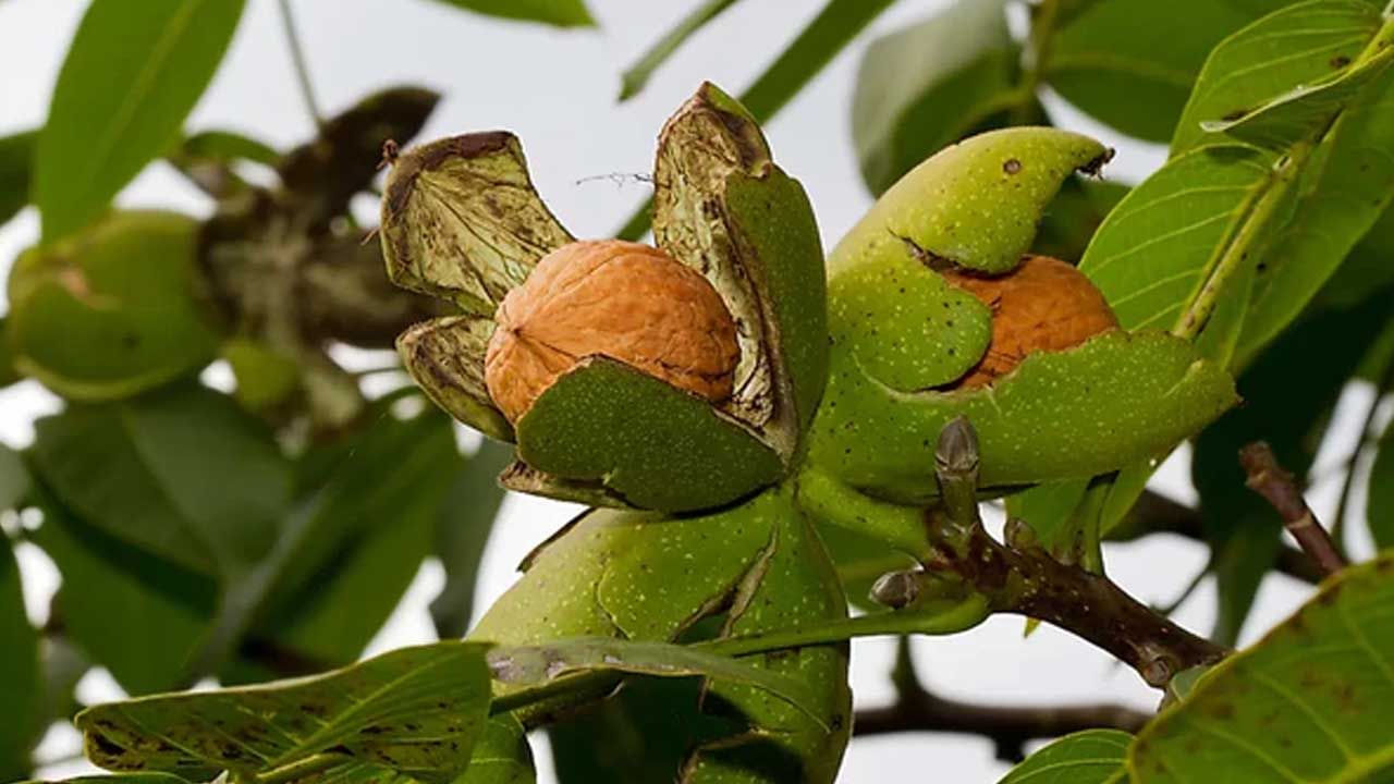 Walnut Benefits: ప్రతిరోజూ ఉదయాన్నే వాల్‌నట్స్‌ తినడం వల్ల మీ శరీరంలో ఏం జరుగుతుందో తెలుసా..?