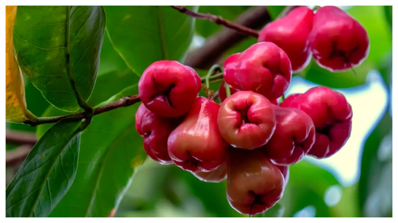 Water Apple ఈ పండు తింటే ఎంత షుగర్ ఉన్నా డౌన్ అవ్వాల్సిందే! Telugu
