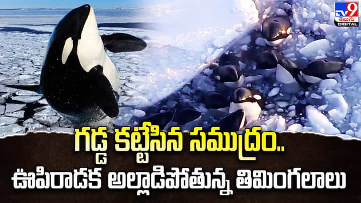 గడ్డ కట్టేసిన సముద్రం.. ఊపిరాడక అల్లాడిపోతున్న తిమింగలాలు గడ్డ కట్టేసిన సముద్రం.. ఊపిరాడక అల్లాడిపోతున్న తిమింగలాలు