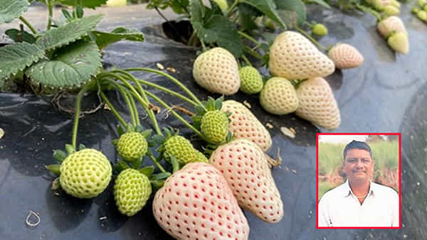 White Strawberry: మనదేశంలో అడుగు పెట్టిన టేస్టీ టేస్టీ వైట్ స్ట్రాబెర్రీస్.. పండించాలంటే ఈ రైతు అనుమతి తప్పనిసరి