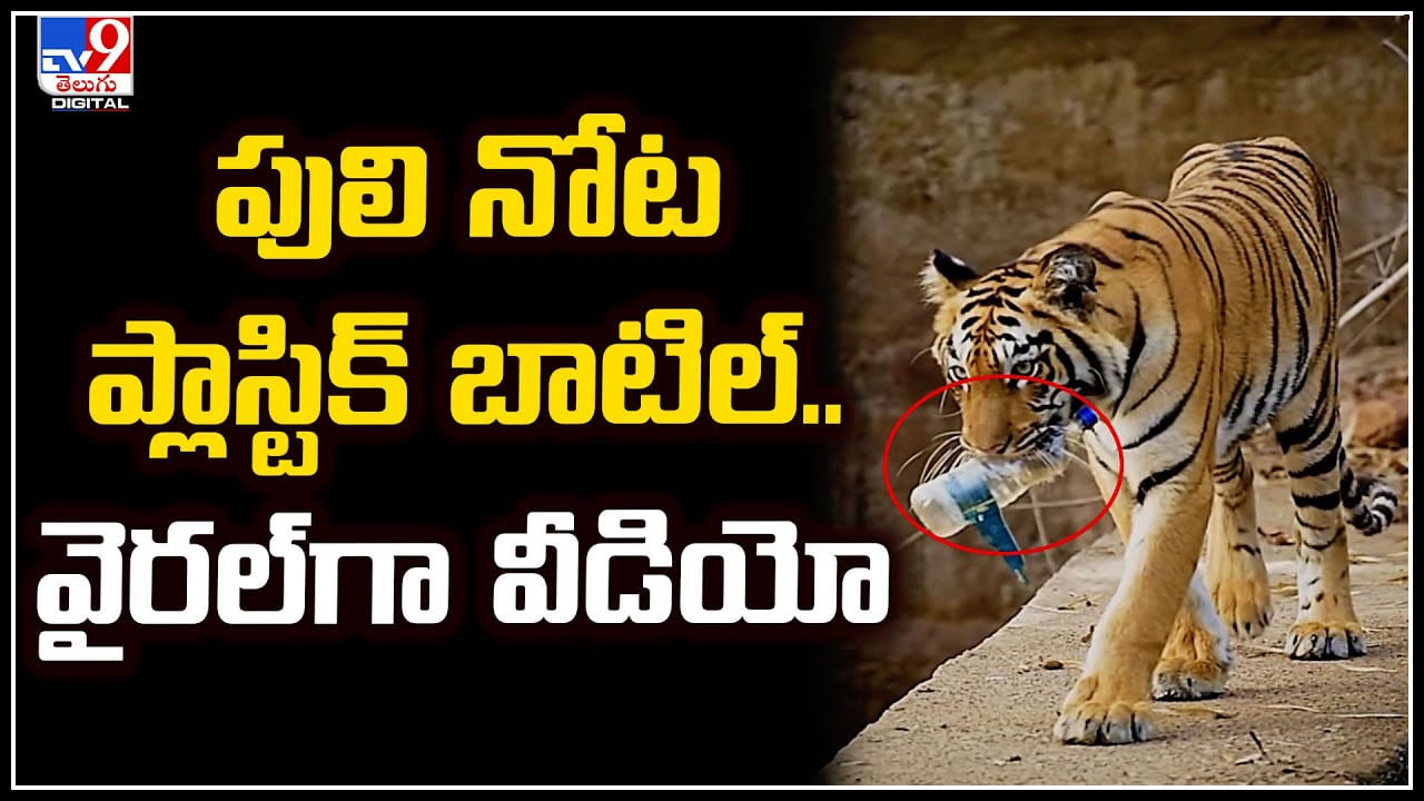 Tiger Plastic: పులి చెబుతున్న గుణపాఠం! మనుషులు ఎప్పటికైనా నేర్చుకుంటారా?