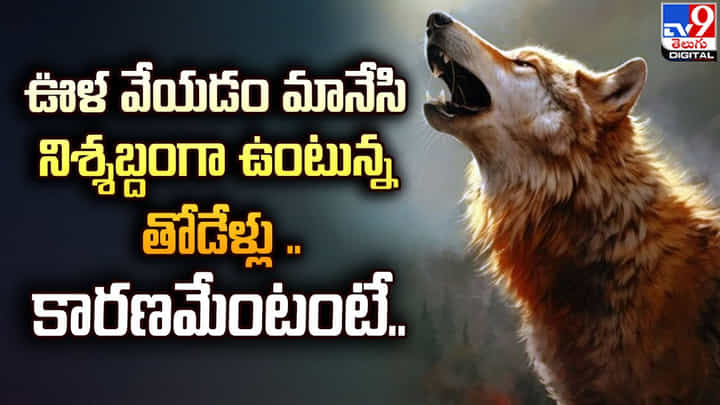 ఊళ వేయడం మానేసి నిశ్శబ్దంగా ఉంటున్న తోడేళ్లు.. కారణమేంటంటే ?? ఊళ వేయడం మానేసి నిశ్శబ్దంగా ఉంటున్న తోడేళ్లు.. కారణమేంటంటే ??