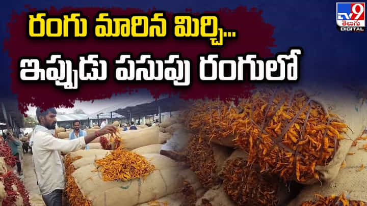 రంగు మారిన మిర్చి... ఇప్పుడు పసుపు రంగులో రంగు మారిన మిర్చి... ఇప్పుడు పసుపు రంగులో