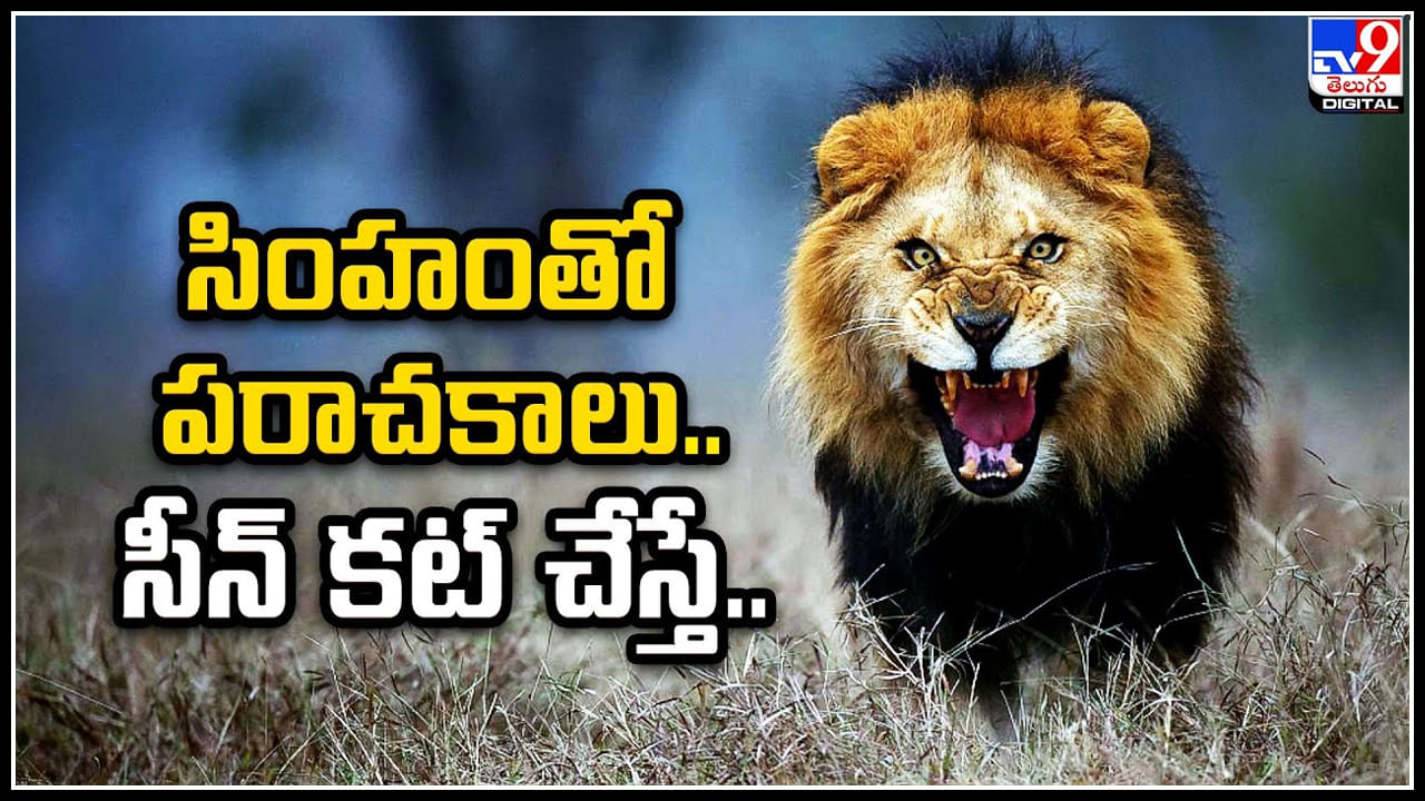 Tirupati: సింహం పలకరించిందని పరాచికాలు ఆడాడు.. సీన్ కట్ చేస్తే శవమై తేలాడు.!