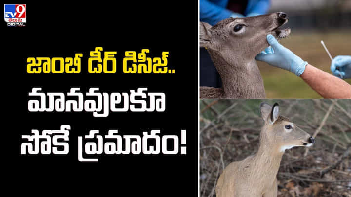 ఈ వ్యాధి సోకిన ఏ జంతువైనా మరణించాల్సిందేనా ?? ఈ వ్యాధి సోకిన ఏ జంతువైనా మరణించాల్సిందేనా ??