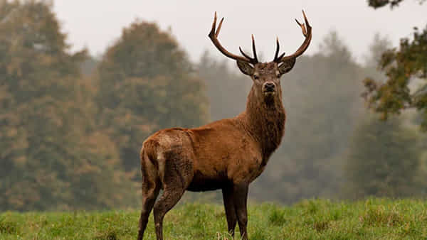Zombie Deer Disease: వామ్మో.. వేగంగా వ్యాపిస్తున్న జోంబీ డీర్ డిసీజ్..! మరోసారి లాక్డౌన్ తప్పదా..?