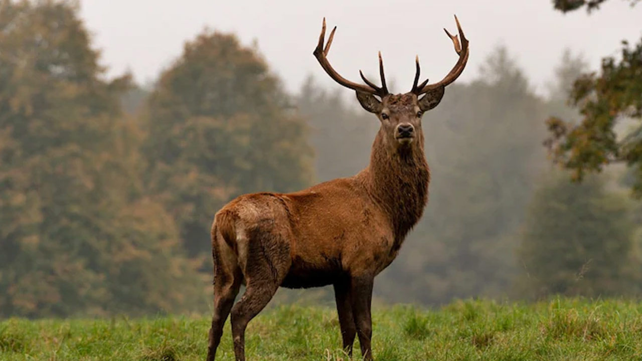 Zombie Deer Disease: వామ్మో.. వేగంగా వ్యాపిస్తున్న జోంబీ డీర్‌ డిసీజ్‌..! మరోసారి లాక్‌డౌన్‌ తప్పదా..?