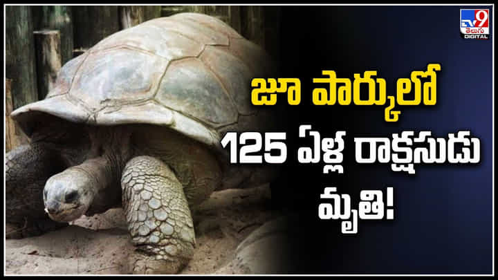125 Years Tortoise: జూ పార్కులో 125 ఏళ్ల రాక్షసుడు అనార్యోగంతో మృతి.! 125 Years Tortoise: జూ పార్కులో 125 ఏళ్ల రాక్షసుడు అనార్యోగంతో మృతి.!