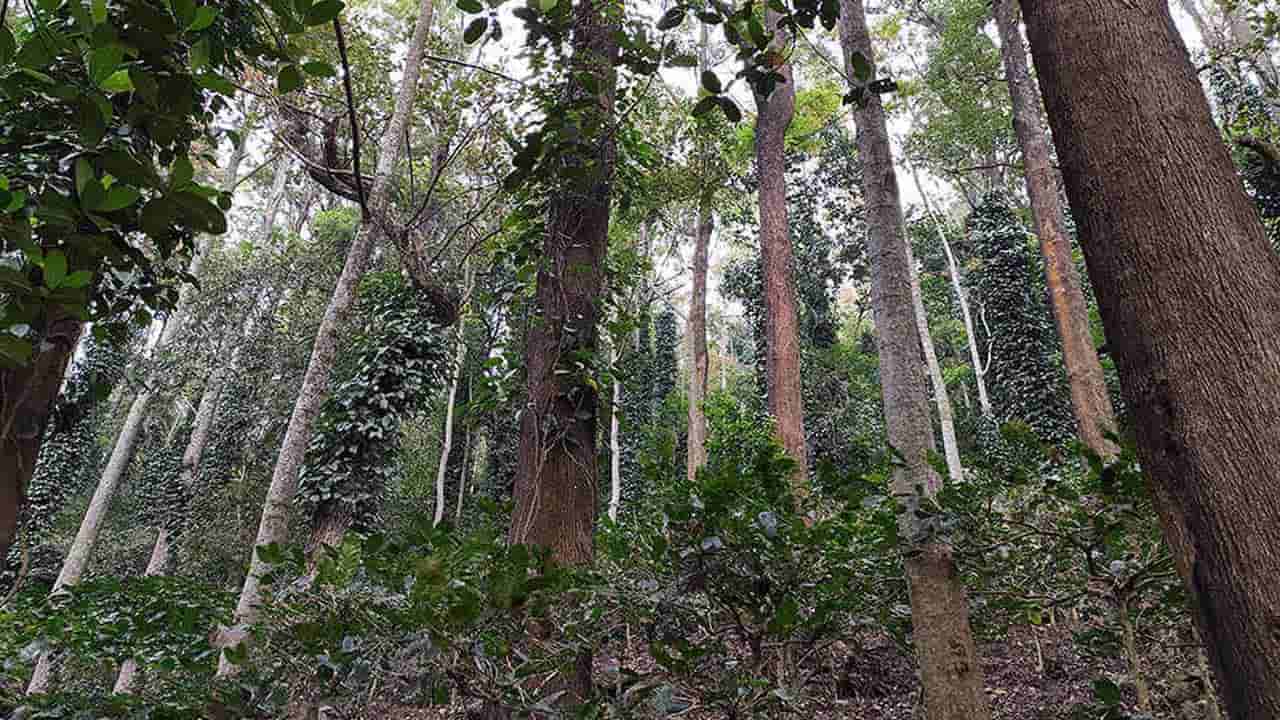 అరకులోయలో చెట్టుకు వేలాడుతున్న మృతదేహాలు..! చూసి షాకైన పర్యాటకులు..