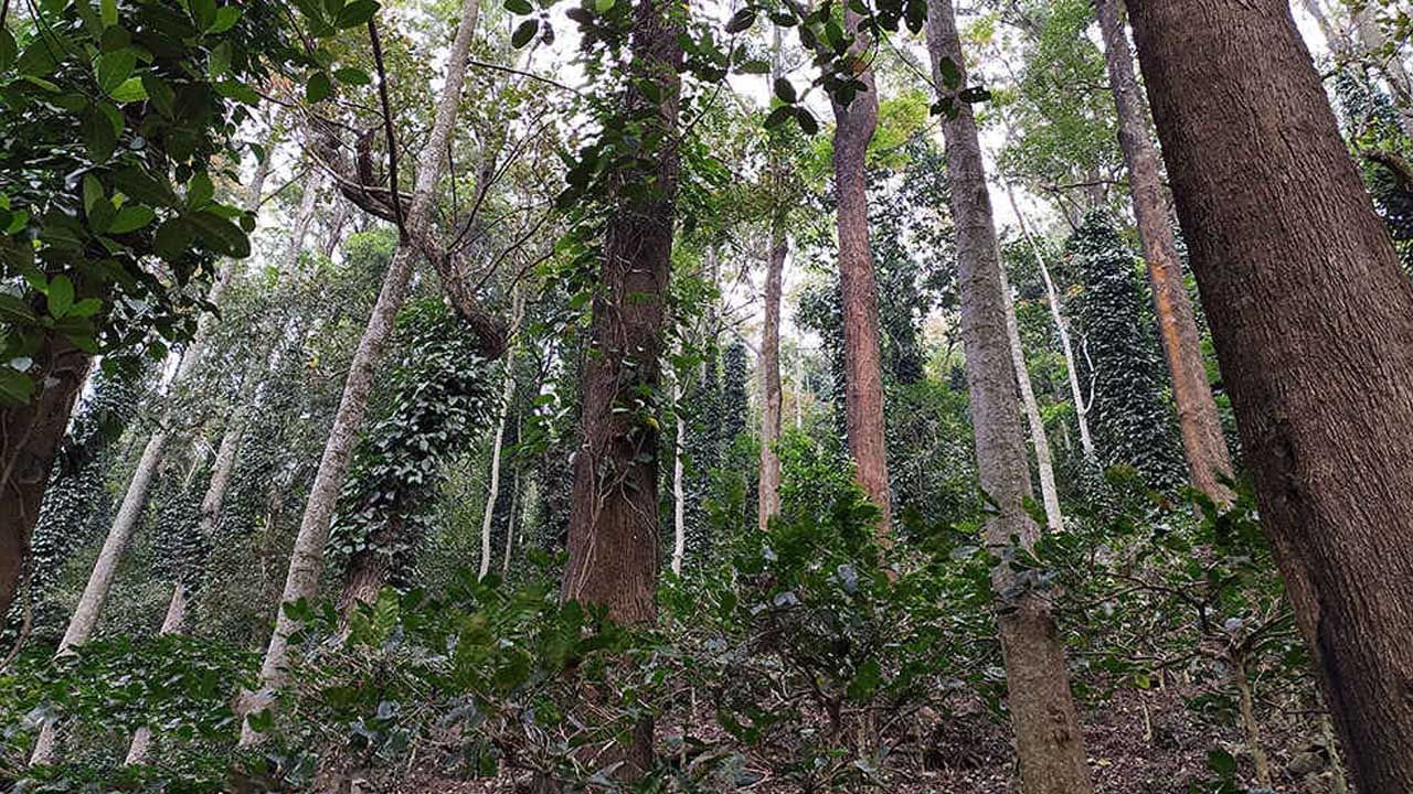 అరకులోయలో చెట్టుకు వేలాడుతున్న మృతదేహాలు..! చూసి షాకైన పర్యాటకులు..