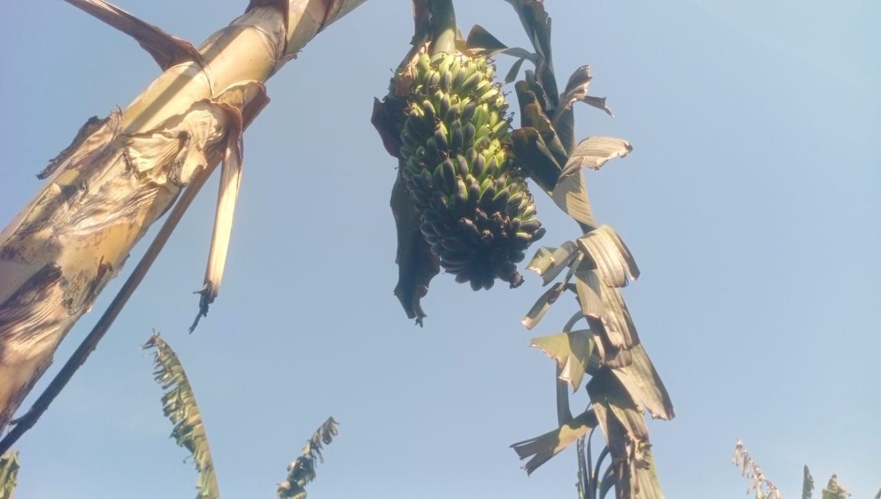 ఎండనక వాననక కష్టపడి చెమటోడ్చి పండించిన పంట తీరా చేతికి వచ్చే సమయానికి బుగ్గిపాలు కావడంతో రైతన్నలు లబోదిబోమంటున్నారు . 12 ఎకరాలలో వేసిన సుగంధి రకానికి చెందిన అరటిపంట పూర్తిగా దగ్ధమైంది.