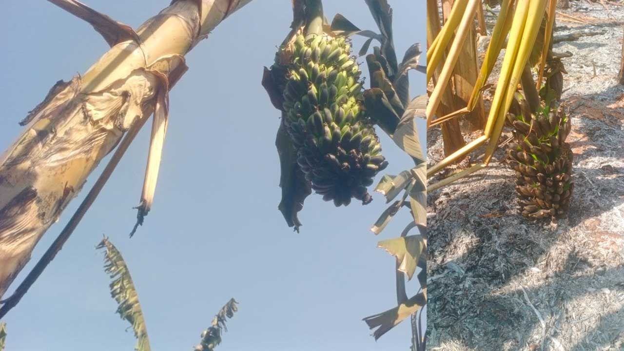 మరో రైతు కు చెందిన 2ఏకరాలలో 2.5 లక్షలు నష్టం జరిగినట్లు రైతులు తెలిపారు. తమను ప్రభుత్వం ఆదుకొని సాయం అందించవలసిందిగా వేడుకుంటున్నారు. పంట పొలాల పైనుంచి హై టెన్షన్ వైరు వెళ్లడం.. అక్కడ నుంచి అనుకోకుండా షార్ట్ సర్క్యూట్ అయ్యి మంటలు చెలరేగటం.. అవి పొలాలలో ఉన్న పంటపై పడటంతో మంటలు ఒక్కసారిగా వ్యాపించాయి.