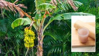 Health: మలం నల్లగా వస్తుందా..? వెంటనే డాక్టర్ వద్దకు వెళ్లండి..