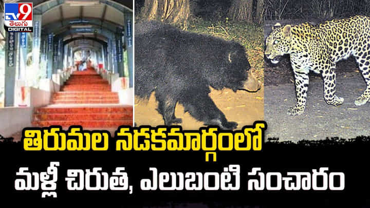 తిరుమల నడకమార్గంలో మళ్లీ చిరుత, ఎలుబంటి సంచారం తిరుమల నడకమార్గంలో మళ్లీ చిరుత, ఎలుబంటి సంచారం
