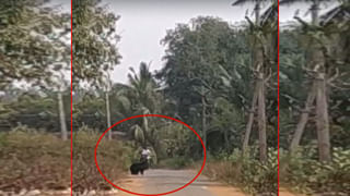 Viral Video: పట్టపగలు జనావాసాల్లోకి భల్లూకం.. పరుగులు పెట్టిన జనం.. ఎక్కడంటే..?